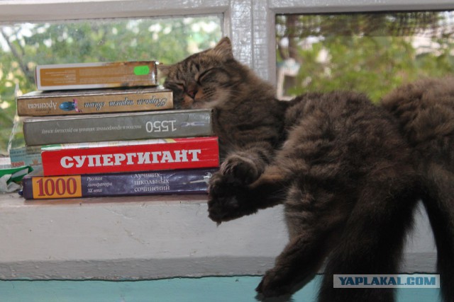 Котовторник 12.07.2016