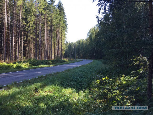 Поход за грибами 13.08.2016.