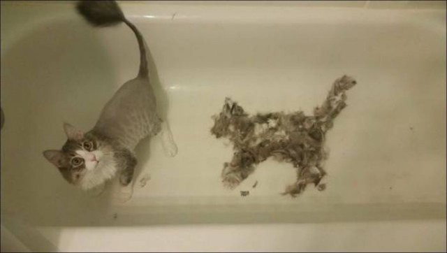 Коты из сети