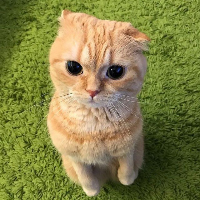 Коты из сети