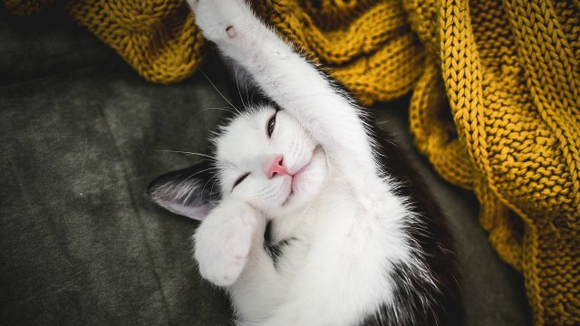 Коты из сети