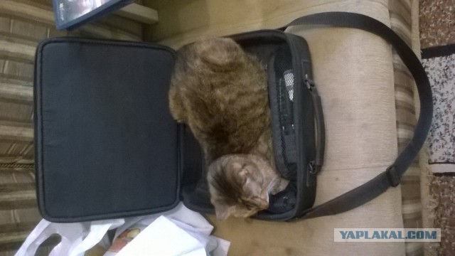 Коты и Кошки