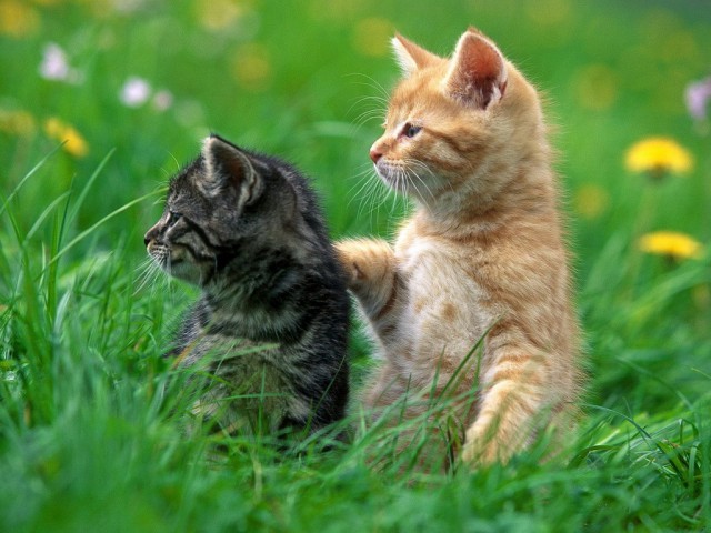 Коты и Кошки
