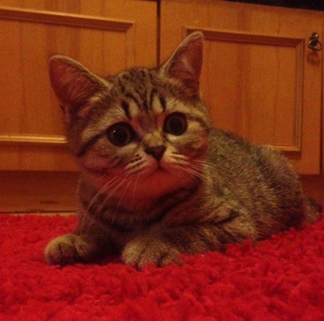 Коты и Кошки
