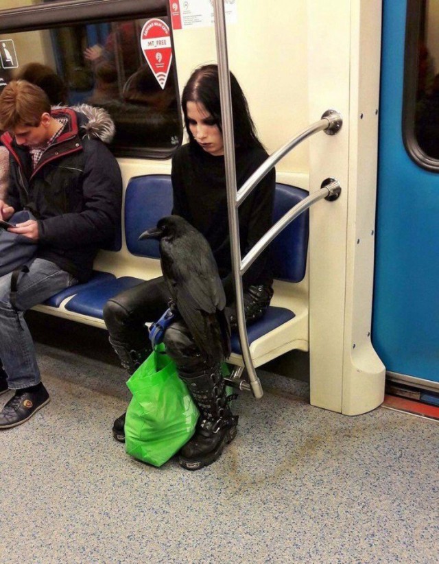 Подборка безудержного веселья