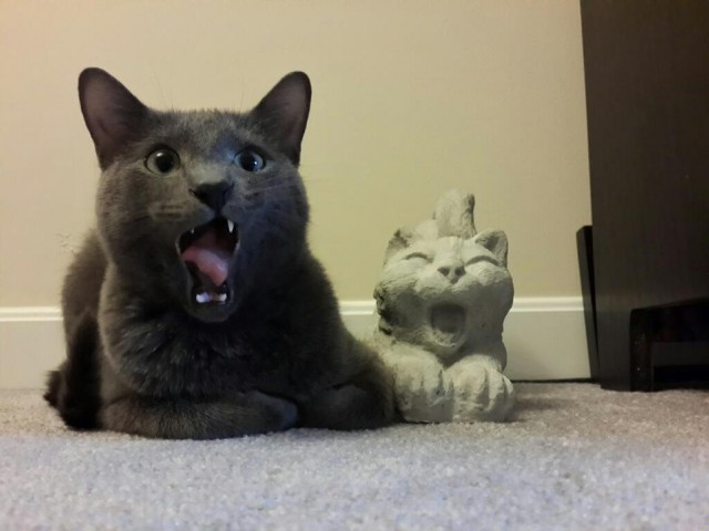 Коты и Кошки