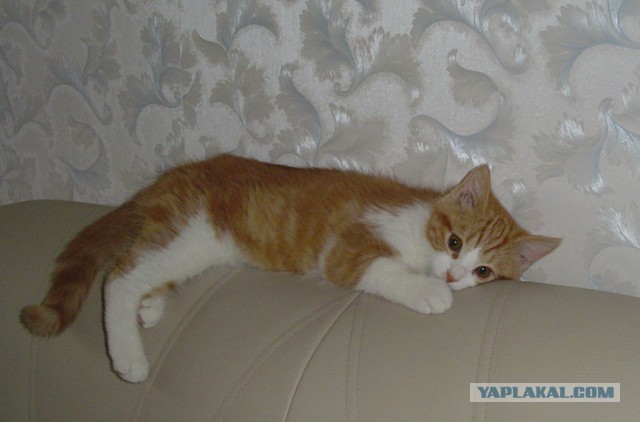 Котовторник 30.05.2017