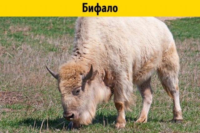 11 помесей животных