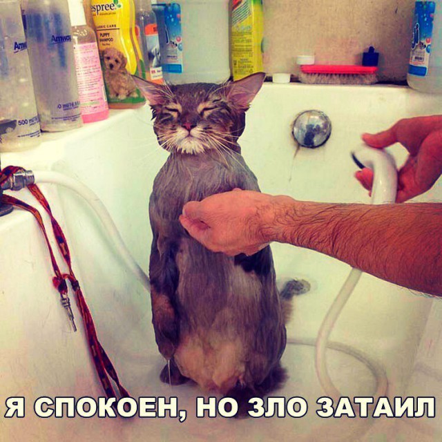 Коты и Кошки