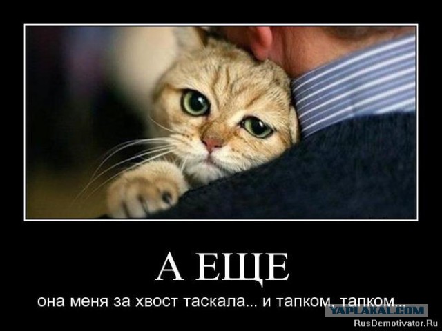 Необычный котик из Калининграда