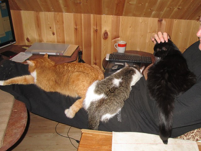 Котовторник