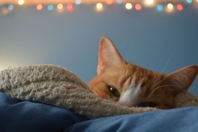 Коты и Кошки