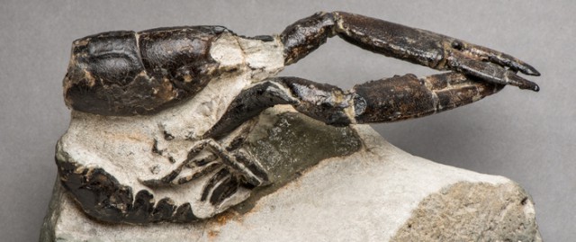 В янтаре обнаружили клещей, живших в гнездах динозавров