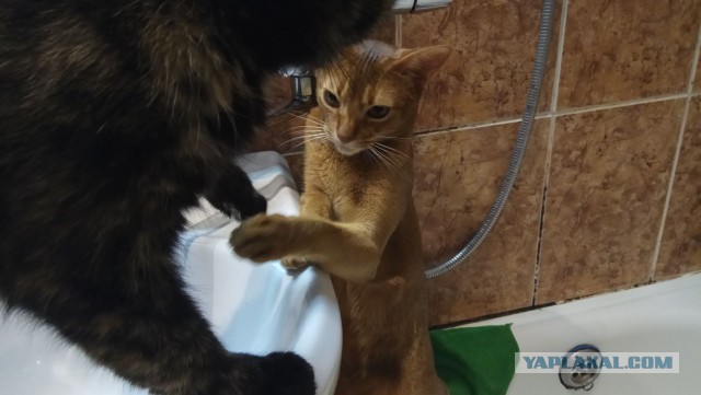 Котовторник 20.02.18
