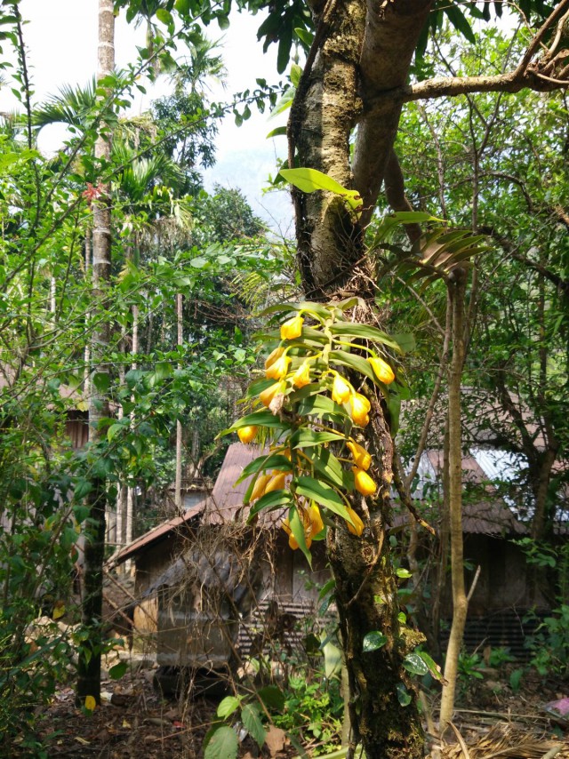 К живым мостам и обратно. Заметки из Индии