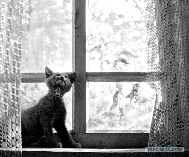 Уррааа! Котомет на ЯПлакалъ.