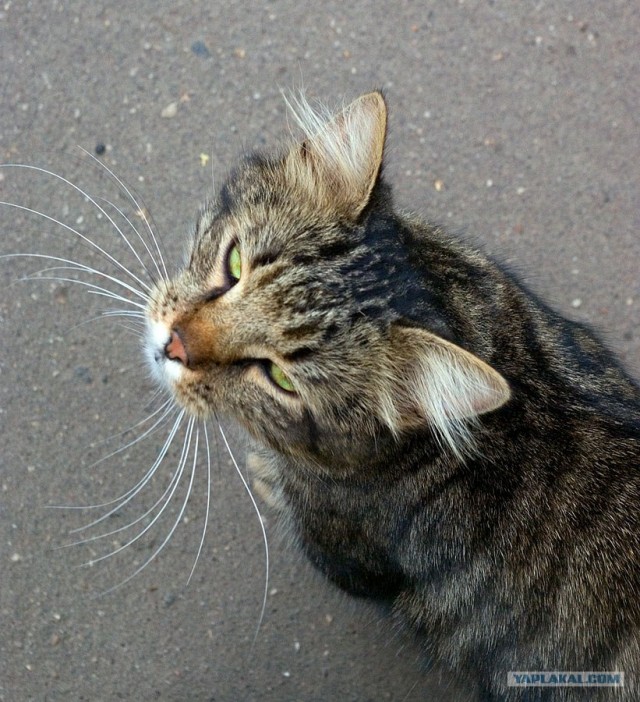 Котовторник (16.09.08)