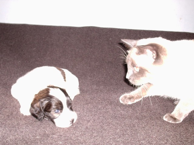 Котовторник на вторник! (30.09.2008)