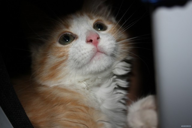 Котовторник (02.06.2009)