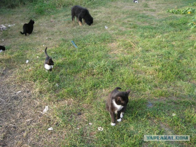 Жизнь домашнего приюта для котеек 232