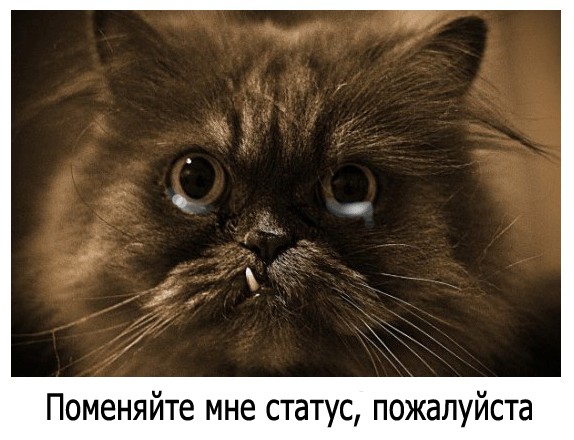 И у котов бывают тещи...