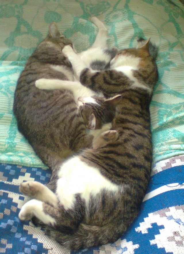 Котовторник! 11.10.11