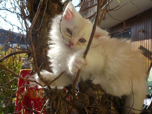 Котовторник!