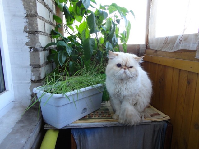 Котовторник 17 января
