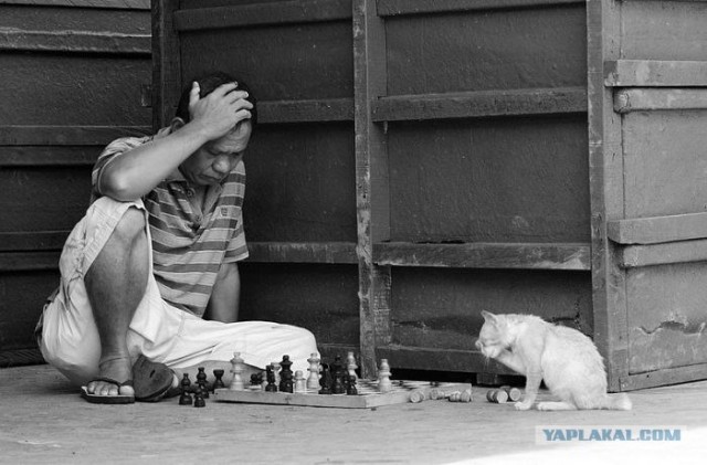 Котовторник (31.01.2012)