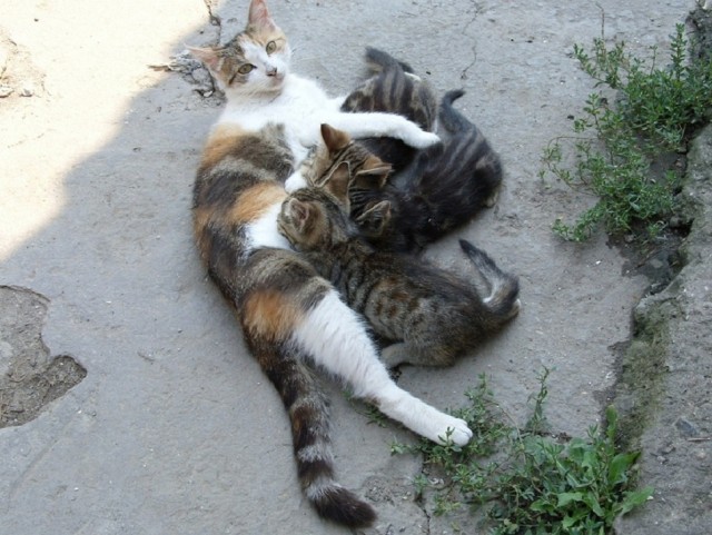 Котовторник (21.02.2012)