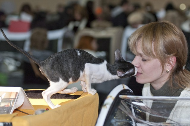 Международная выставка кошек 10-11 марта 2012 г.