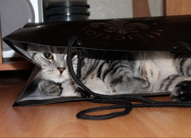 Котовторник  от 3.04.2012