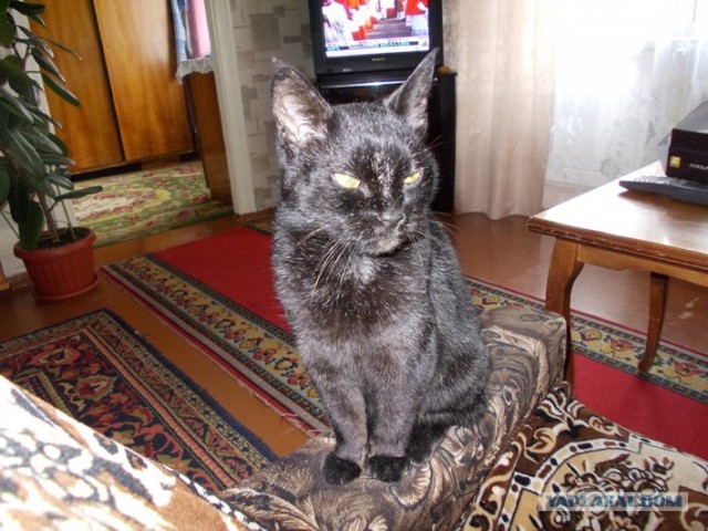 Котовторник 24.04.2012