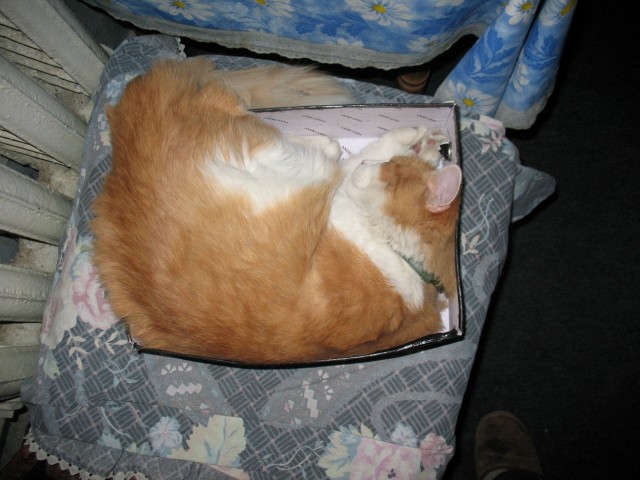 Котовторник 8 мая 2012