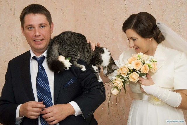 Котовторник 31.07.2012 г.