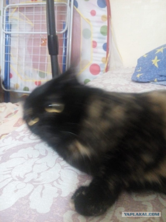 С Днём кошки!