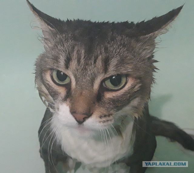 Котовторник 30.04.2019.