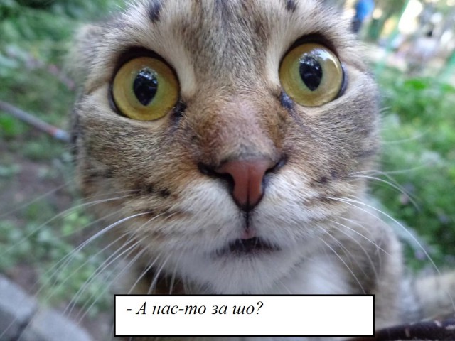 В Москве завелись кэтхантеры