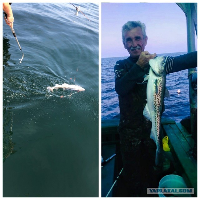 Караси и шпроты.