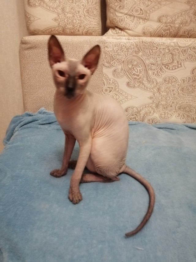 Забавные картинки с котами из сети