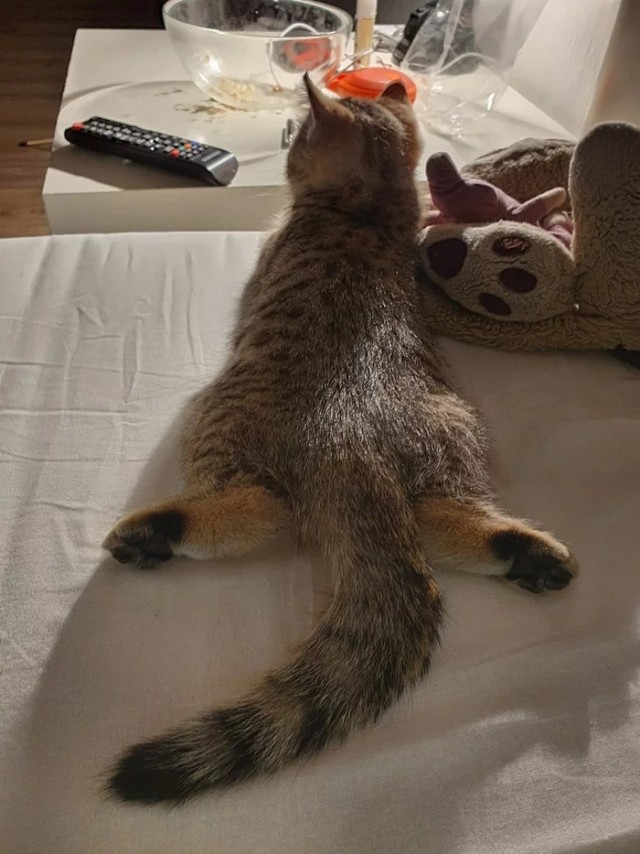 Коты из сети