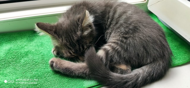 Котовторник