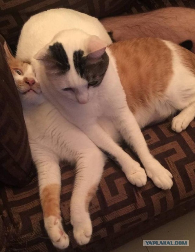 Котовторник?! Коты во вторник!