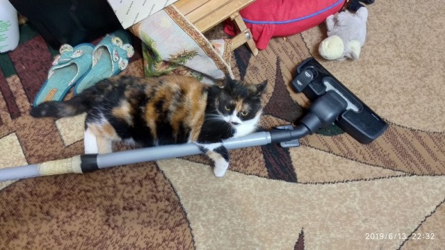 Котовторник?! Коты во вторник!