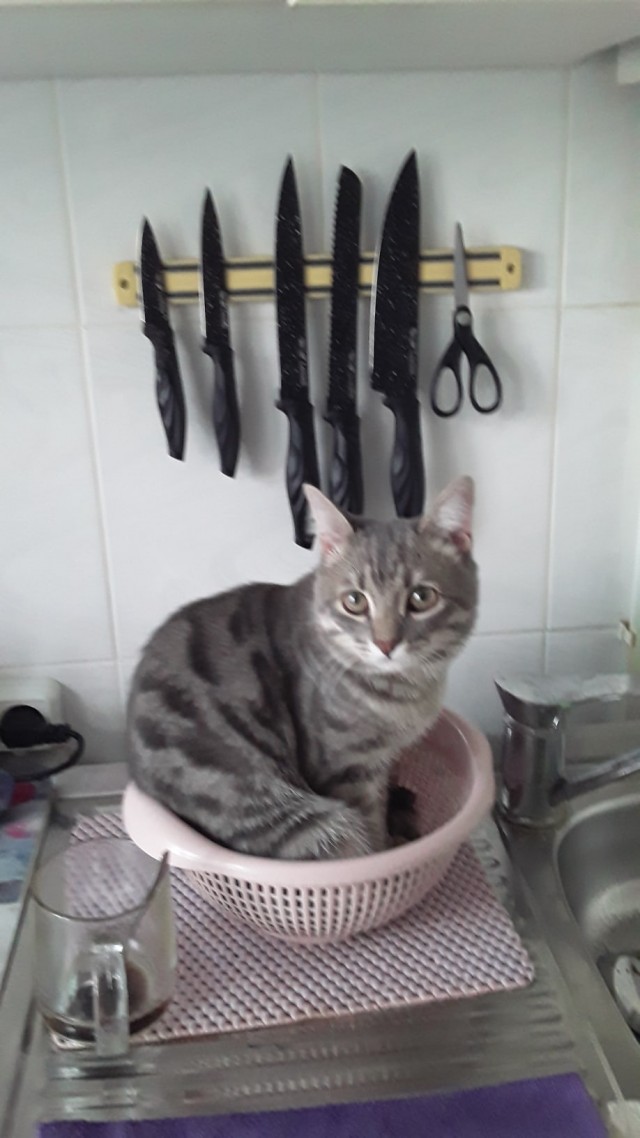 Эти забавные животные