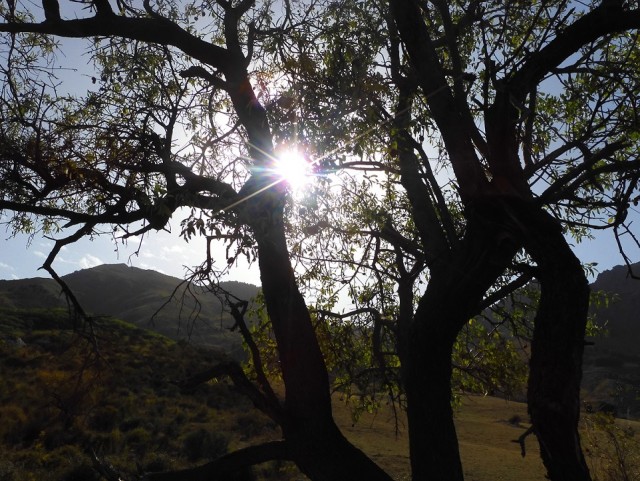 Мясо (не) по-французски