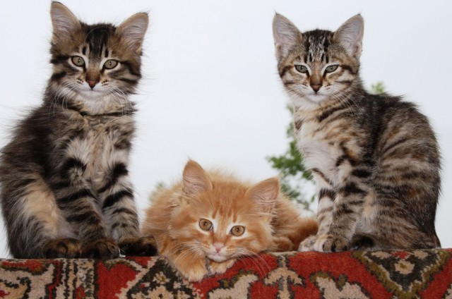 Фотографии, которые доказывают, что кошки самые большие сволочи