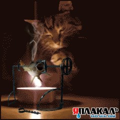 Фотожаба: "Чо?"