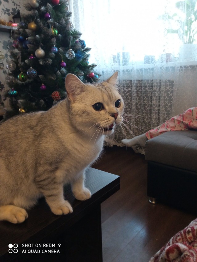 Народ, а давайте своими ёлками делиться и хвастаться? Пора бы уже )