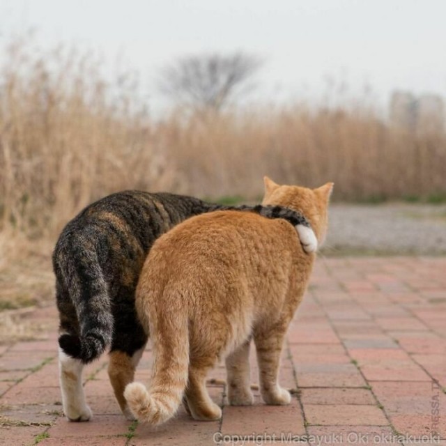 Коты они такие